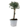 Eukalyptus, Stamm, Topf-Ø 12 Cm -Gartenprodukte 0680400032 Eucalyptus gunnii Stamm T12 2 107148