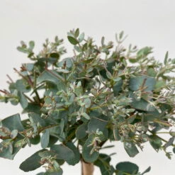 Eukalyptus, Stamm, Topf-Ø 12 Cm -Gartenprodukte 0680400032 Eucalyptus gunnii Stamm T12 5 106639