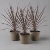 Keulenlilie 'Red Star' Rotlaubig, Topf-Ø 13 Cm, 3er-Set -Gartenprodukte 0680400124 cordyline red star 1 124114