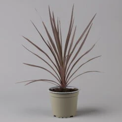 Keulenlilie 'Red Star' Rotlaubig, Topf-Ø 13 Cm, 3er-Set -Gartenprodukte 0680400124 cordyline red star 2 124116