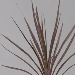 Keulenlilie 'Red Star' Rotlaubig, Topf-Ø 13 Cm, 3er-Set -Gartenprodukte 0680400124 cordyline red star 3 124117