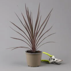 Keulenlilie 'Red Star' Rotlaubig, Topf-Ø 13 Cm, 3er-Set -Gartenprodukte 0680400124 cordyline red star 124115
