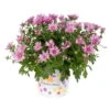 Chrysanthemen, Lila, Topf-Ø 12 Cm, 6er-Set -Gartenprodukte 0690120012 Chrysanthemum multiflora T12 lila 56558