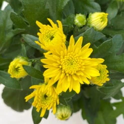 Chrysanthemen Gelb, Topf-Ø 10,5 Cm, 8er-Set -Gartenprodukte 0690120041 Chrysanthemum multiflora gelb 8er Set 4 112602