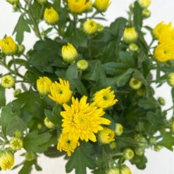 Chrysanthemen Gelb, Topf-Ø 10,5 Cm, 8er-Set -Gartenprodukte 0690120041 Chrysanthemum multiflora gelb 8er Set 5 112603