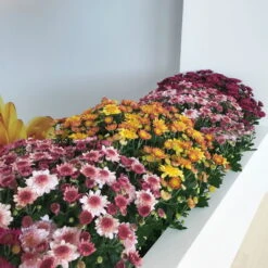 Chrysanthemen 'Amarena Orange', Gelb-bronze, Topf-Ø 14 Cm, 4er-Set -Gartenprodukte 0690130142 0690130143 0690130144 Chrysanthemum multiflora 4er Set 80300