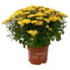 Chrysanthemen 'Amarena Orange', Gelb-bronze, Topf-Ø 14 Cm, 4er-Set -Gartenprodukte 0690130143 Chrysanthemum multiflora bronze Amarena Orange 4er Set 2 112853