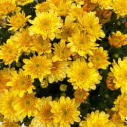 Chrysanthemen 'Amarena Orange', Gelb-bronze, Topf-Ø 14 Cm, 4er-Set -Gartenprodukte 0690130143 Chrysanthemum multiflora bronze Amarena Orange 4er Set 8 112708