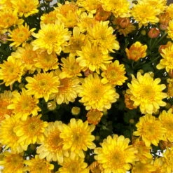 Chrysanthemen 'Amarena Orange', Gelb-bronze, Topf-Ø 14 Cm, 4er-Set -Gartenprodukte 0690130143 Chrysanthemum multiflora bronze Amarena Orange 4er Set 9 112709