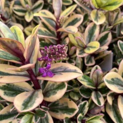 Hebe Buntlaubig, Topf-Ø 15 Cm, 3er-Set -Gartenprodukte 0690190129 Koelle Hebe Tricolor T15 buntlaubig 3er Set WS 10 95909