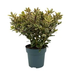 Hebe Buntlaubig, Topf-Ø 15 Cm, 3er-Set -Gartenprodukte 0690190129 Koelle Hebe Tricolor T15 buntlaubig 3er Set WS 1 95991