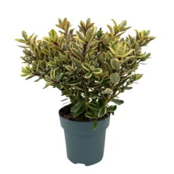 Hebe Buntlaubig, Topf-Ø 15 Cm, 3er-Set -Gartenprodukte 0690190129 Koelle Hebe Tricolor T15 buntlaubig 3er Set WS 2 95990