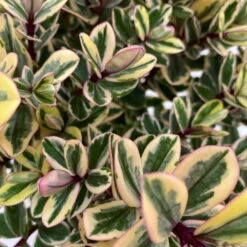 Hebe Buntlaubig, Topf-Ø 15 Cm, 3er-Set -Gartenprodukte 0690190129 Koelle Hebe Tricolor T15 buntlaubig 3er Set WS 3 95908