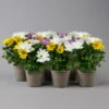 Chrysanthemen 'Trio' Weiß-gelb-rosa, Topf-Ø 12 Cm, 6er-Set -Gartenprodukte 0691110105 Chrysanthemum indicum Trio T12 einfach bl weiss gelb rosa 6er Set 1 126819