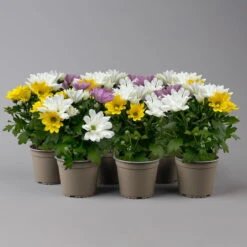 Chrysanthemen 'Trio' Weiß-gelb-rosa, Topf-Ø 12 Cm, 6er-Set