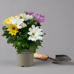 Chrysanthemen 'Trio' Weiß-gelb-rosa, Topf-Ø 12 Cm, 6er-Set -Gartenprodukte 0691110105 Chrysanthemum indicum Trio T12 einfach bl weiss gelb rosa 6er Set 2 126823