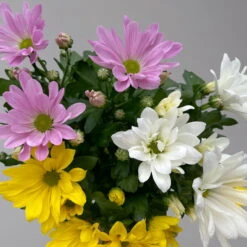 Chrysanthemen 'Trio' Weiß-gelb-rosa, Topf-Ø 12 Cm, 6er-Set -Gartenprodukte 0691110105 Chrysanthemum indicum Trio T12 einfach bl weiss gelb rosa 6er Set 5 126821