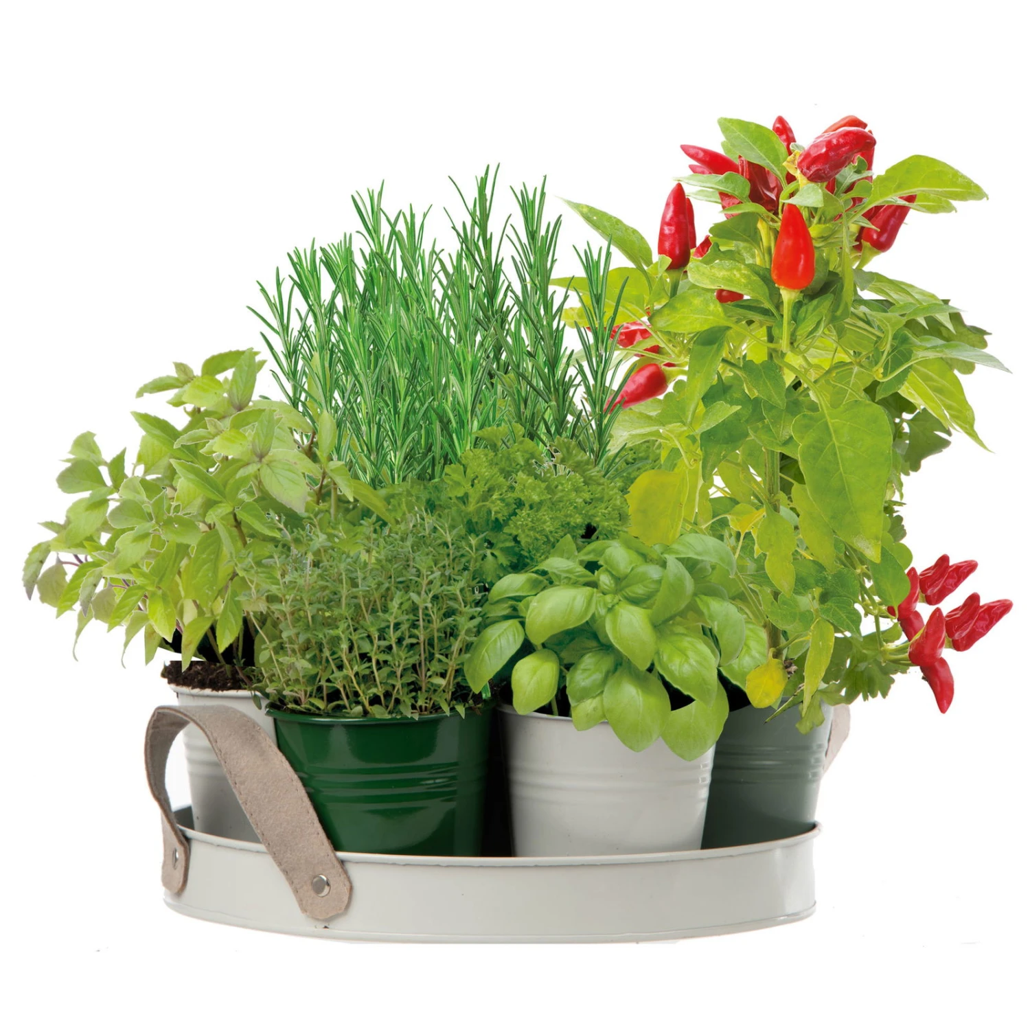 Kräutersamen, 7 Kräuter, XL-Kollektion 'BBQ' 3 Kräutersamen, 7 Kräuter, XL-Kollektion 'BBQ'