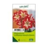 Großblumige Amaryllis Minerva Rot/weiß, 1 Blumenzwiebel -Gartenprodukte 0720700020 kb grossblumige amaryllis minerva rot weiss gr 38 40 1 st 1 76319