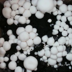 Bio Fertig-Pilzzuchtset Champignon -Gartenprodukte 0740400018 BIO Fertig Pilzzuchtset Champignon 2 32242