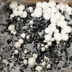 Bio Fertig-Pilzzuchtset Champignon -Gartenprodukte 0740400018 BIO Fertig Pilzzuchtset Champignon 32241