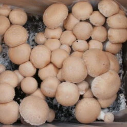 Bio Fertig-Pilzzuchtset Steinchampignon, Klein -Gartenprodukte 0740400023 BIO Fertig Pilzzuchtset Steinchampignon klein 2 32250