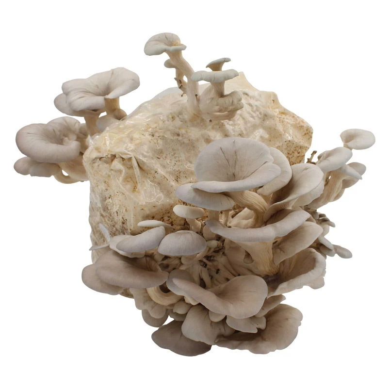 Bio Home Pilzzuchtset Für Austernpilze 5 Bio Home Pilzzuchtset Für Austernpilze – Bild 3