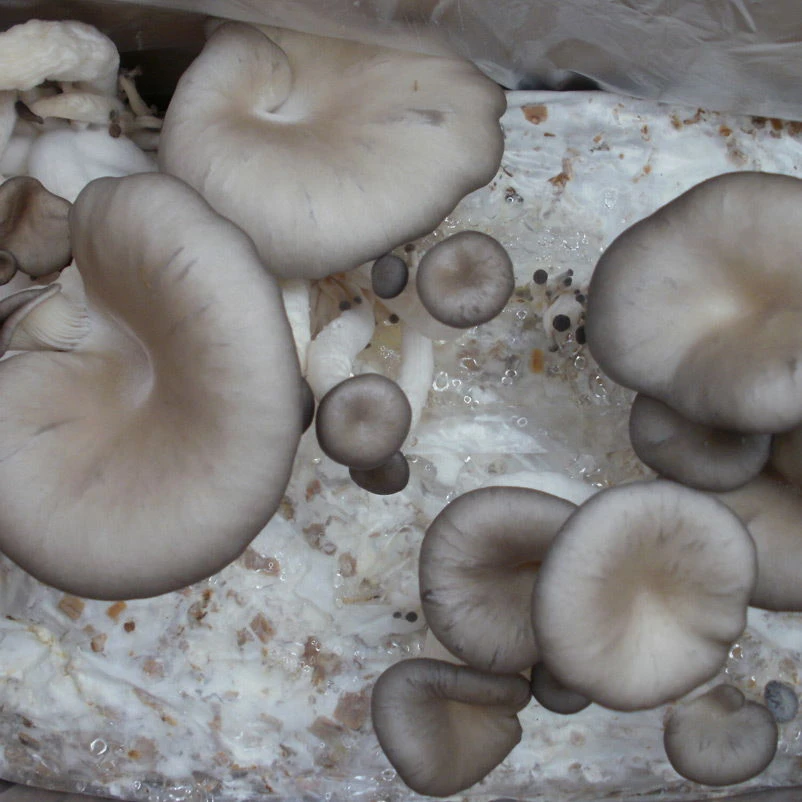 Bio Home Pilzzuchtset Für Austernpilze 4 Bio Home Pilzzuchtset Für Austernpilze – Bild 2