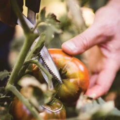 Gemüseschere Solid™ SP240, Schwarz/orange, Ca. 20 X 2 X 9 Cm -Gartenprodukte 0920300733 solid gemuese schere sp240 5 1 118064