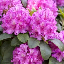 PFLANZENARZT® Wurzel-Fit Rhododendren, 800 G 5 PFLANZENARZT® Wurzel-Fit Rhododendren, 800 G -Gartenprodukte 095050 rhododendron wurzel fit 126230
