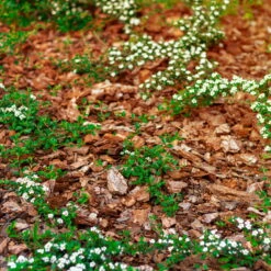 Stauden- & Rosenmulch, 2880l, 48 Sack à 60l -Gartenprodukte 0960 rindenmulch 1 125175