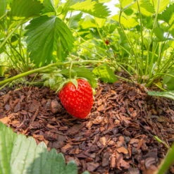 Plantavital Rindenmulch Fein, 2280l, 57 Sack á 40l 9 Plantavital Rindenmulch Fein, 2280l, 57 Sack á 40l -Gartenprodukte 0960 rindenmulch 2 125173