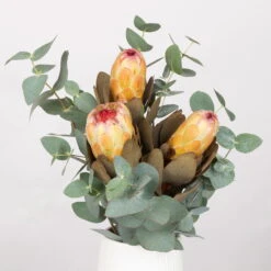 Blumenbund Protea & Eukalyptus, Inkl. Gratis Grußkarte -Gartenprodukte 1025700019 Strauss Protea Grandiflora 1 101679