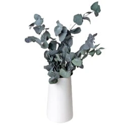 Eucalyptus Cinerea, Getrocknet, Ca. 50 Cm Lang -Gartenprodukte 1055300001 Eukalyptus Natur 100gr gefriergetrocknet 2 83163