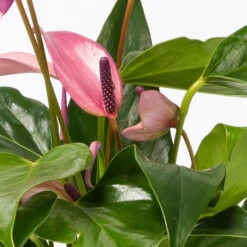 Anthurie 'Water Roots' Rosa, Sorte 'Zizou', In Glasvase 12cm Ø, Ohne Erde -Gartenprodukte 1530103038 Anthurie Zizou rosa in Glasvase 3 108121