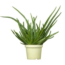 Bio Aloe 'Sweet', Topf-Ø 12 Cm, 2er-Set -Gartenprodukte 1610200312 Blu Bio Aloe vera Sweet 2er Set 1 109456