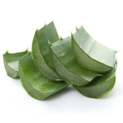 Bio Aloe 'Sweet', Topf-Ø 12 Cm, 2er-Set -Gartenprodukte 1610200312 Blu Bio Aloe vera Sweet 2er Set 4 109459