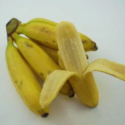 Bio Bananenpflanze, Topf-Ø 12 Cm, 2er-Set -Gartenprodukte 1610200313 Blu Bio Banane T12 2er Set Musa basjoo winterhart WS 3 109596