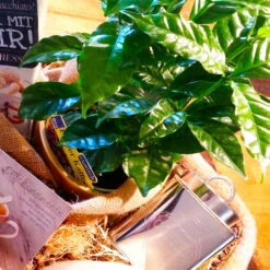 Blu Bio Kaffeepflanze, Topf-Ø 12 Cm, 2er Set -Gartenprodukte 1610200353 Blu Bio Kaffee Echter T12 2er Set Coffea arabica 5 122693