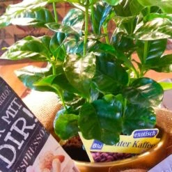 Blu Bio Kaffeepflanze, Topf-Ø 12 Cm, 2er Set -Gartenprodukte 1610200353 Blu Bio Kaffee Echter T12 2er Set Coffea arabica 6 122692