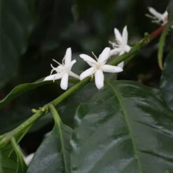 Blu Bio Kaffeepflanze, Topf-Ø 12 Cm, 2er Set -Gartenprodukte 1610200353 blu bio kaffee echter 2 122665