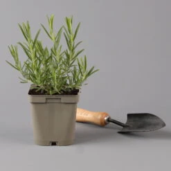 Grillkräuter Salbei, Rosmarin & Thymian, Topf 11x11 Cm, Inkl. Greenbar® -Gartenprodukte 1610300382 rosmarin Greenbar Grillkraeuter Kasten Anthrazit und 3Kraeuter t 122891