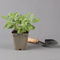 Grillkräuter Salbei, Rosmarin & Thymian, Topf 11x11 Cm, Inkl. Greenbar® -Gartenprodukte 1610300382 salbei Greenbar Grillkraeuter Kasten Anthrazit und 3Kraeuter t 122890