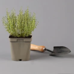 Grillkräuter Salbei, Rosmarin & Thymian, Topf 11x11 Cm, Inkl. Greenbar® -Gartenprodukte 1610300382 thymian Greenbar Grillkraeuter Kasten Anthrazit und 3Kraeuter t 122889