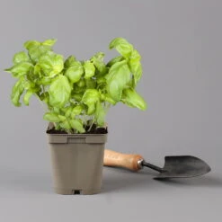 Küchenkräuter Basilikum, Oregano & Petersilie, Topf 11x11 Cm, Inkl. Greenbar® -Gartenprodukte 1610300383 basilikum Greenbar Kuechenkraeuter Kasten Anthrazit und 3Kraeuter 122886