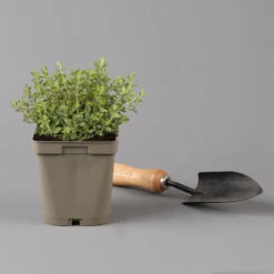 Küchenkräuter Basilikum, Oregano & Petersilie, Topf 11x11 Cm, Inkl. Greenbar® -Gartenprodukte 1610300383 oregano Greenbar Kuechenkraeuter Kasten Anthrazit und 3Kraeuter 122885