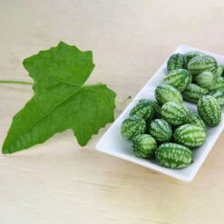 Bio Mexikanische Minigurke, Topf-Ø 12 Cm, 3er-Set -Gartenprodukte 1620330088 Blu Bio Mexikanische Minigurke 3er Set 2 109708