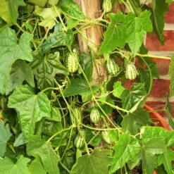 Bio Mexikanische Minigurke, Topf-Ø 12 Cm, 3er-Set -Gartenprodukte 1620330088 Blu Bio Mexikanische Minigurke 3er Set 3 109706