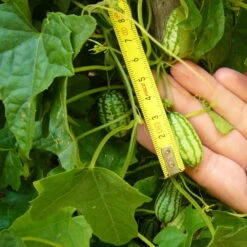 Bio Mexikanische Minigurke, Topf-Ø 12 Cm, 3er-Set -Gartenprodukte 1620330088 Blu Bio Mexikanische Minigurke 3er Set 4 109707