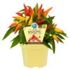 Bio Paprika 'Naschzipfel', Mild, Topf-Ø 12 Cm, 3er-Set -Gartenprodukte 1620330092 Blu Bio Naschzipfel mild 3er Set 1 109473